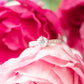 BRIDAL / ENGAGE